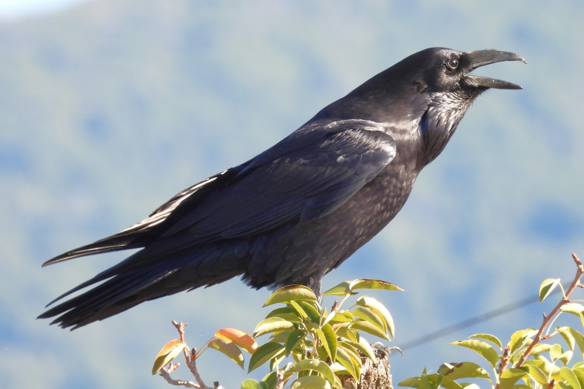 Common Raven - ML628110883