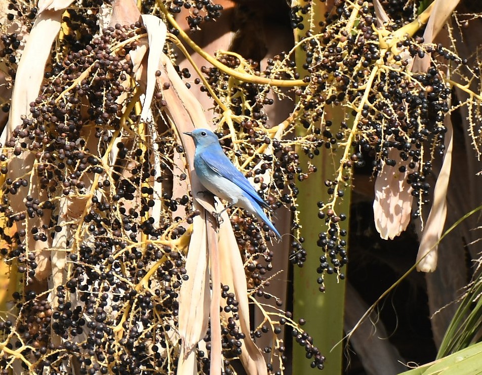 Mountain Bluebird - ML628110884