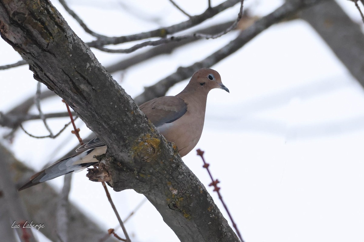 Mourning Dove - ML628111030