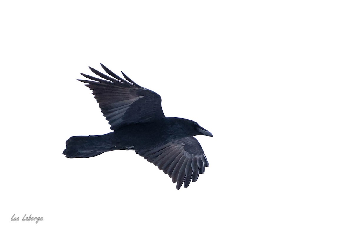 Common Raven - ML628111050