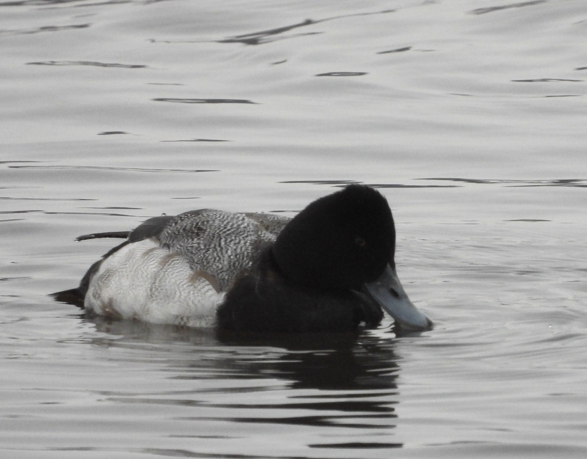 Lesser Scaup - ML628111123