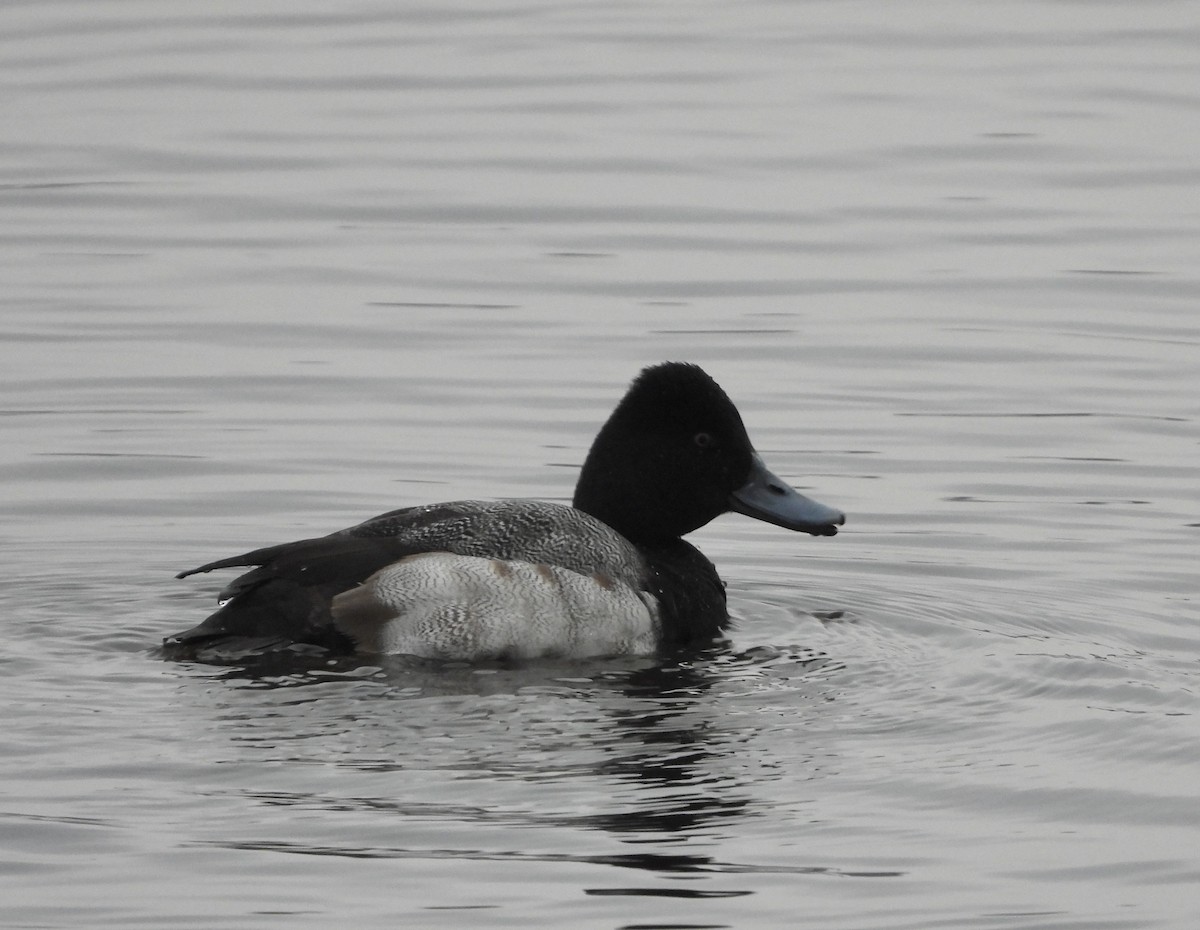 Lesser Scaup - ML628111124