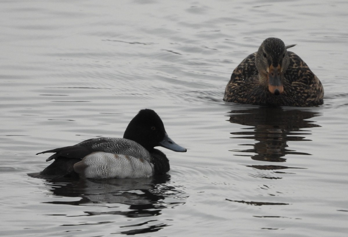 Lesser Scaup - ML628111125