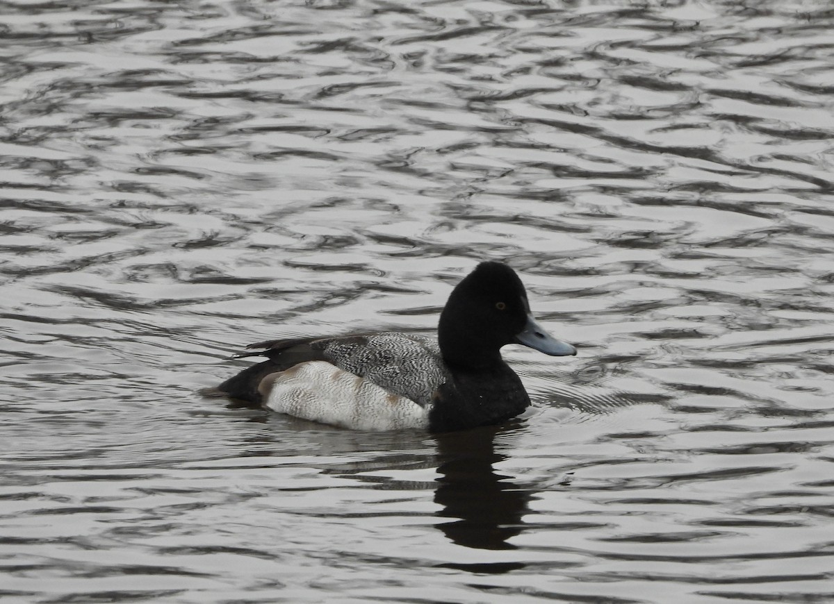 Lesser Scaup - ML628111126
