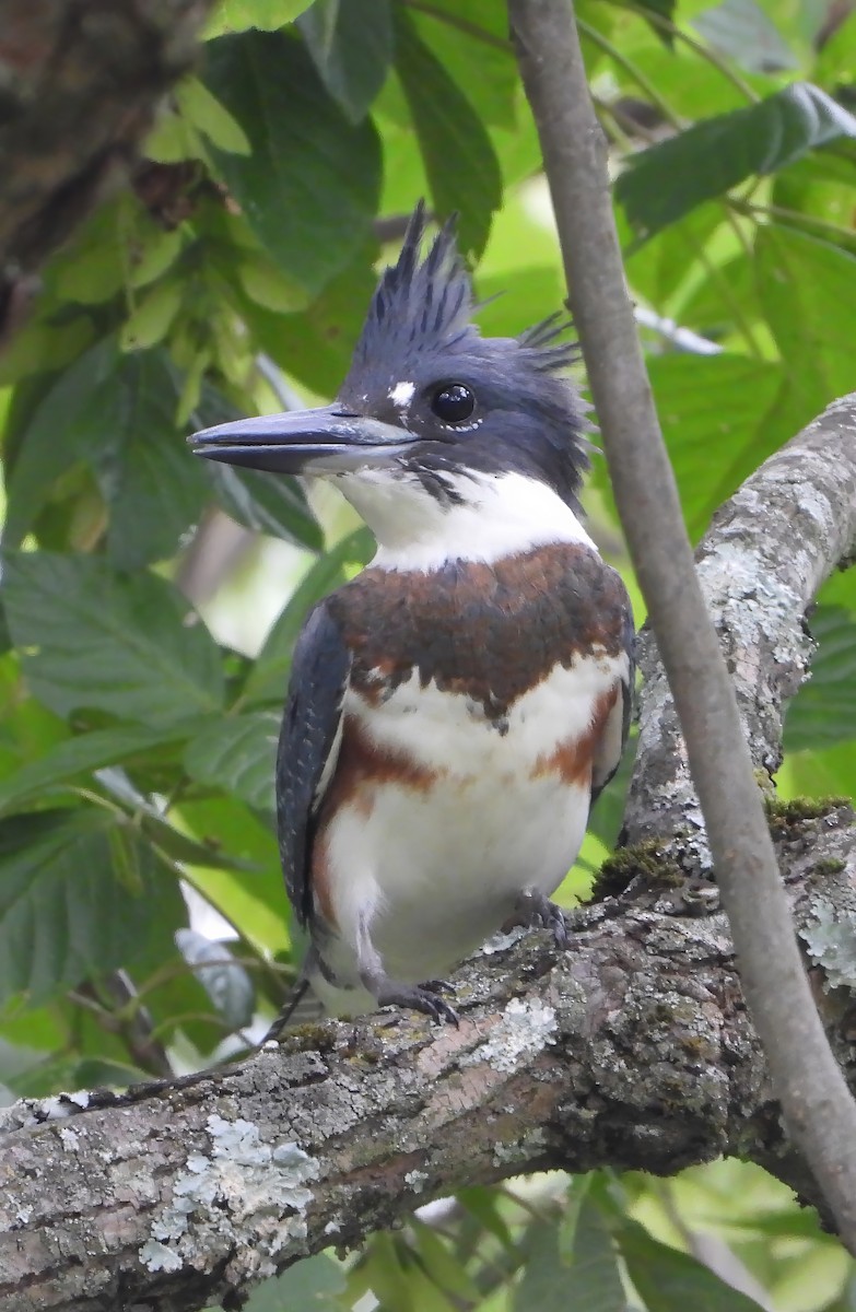 Belted Kingfisher - ML628111162