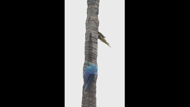 Blue-and-yellow Macaw - ML628111169