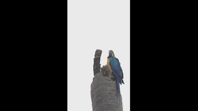 Blue-and-yellow Macaw - ML628111178