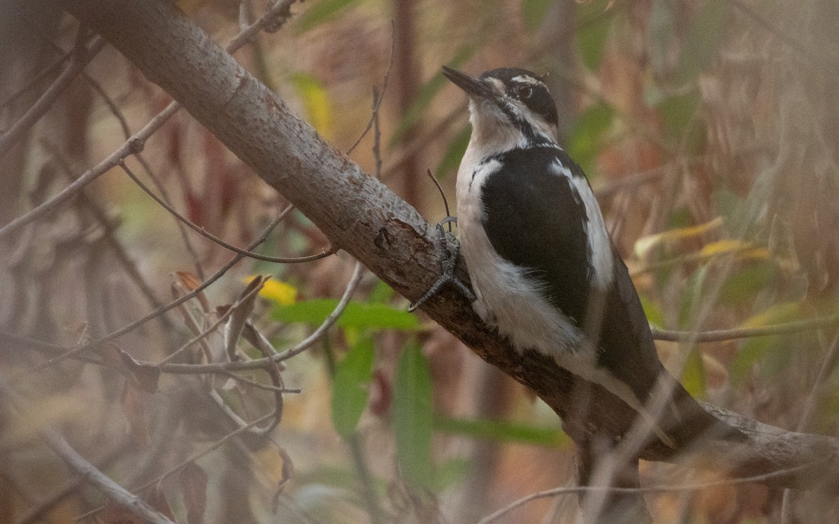 Hairy Woodpecker - ML628111180