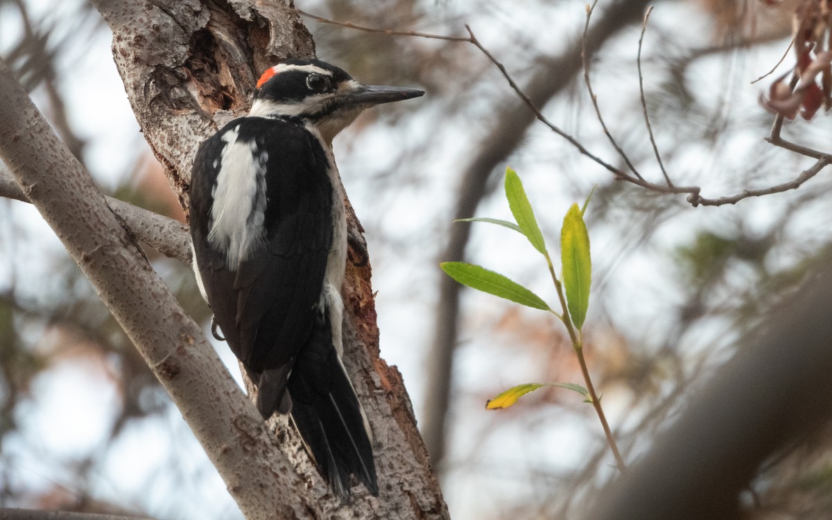 Hairy Woodpecker - ML628111181