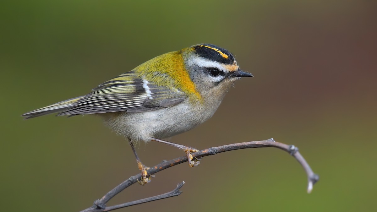 Common Firecrest - ML628111206