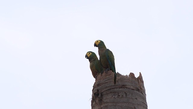 Red-bellied Macaw - ML628111235