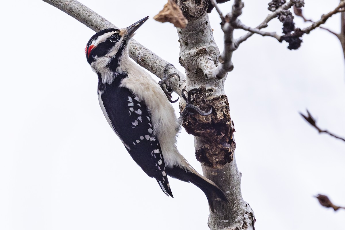 Hairy Woodpecker - ML628111249