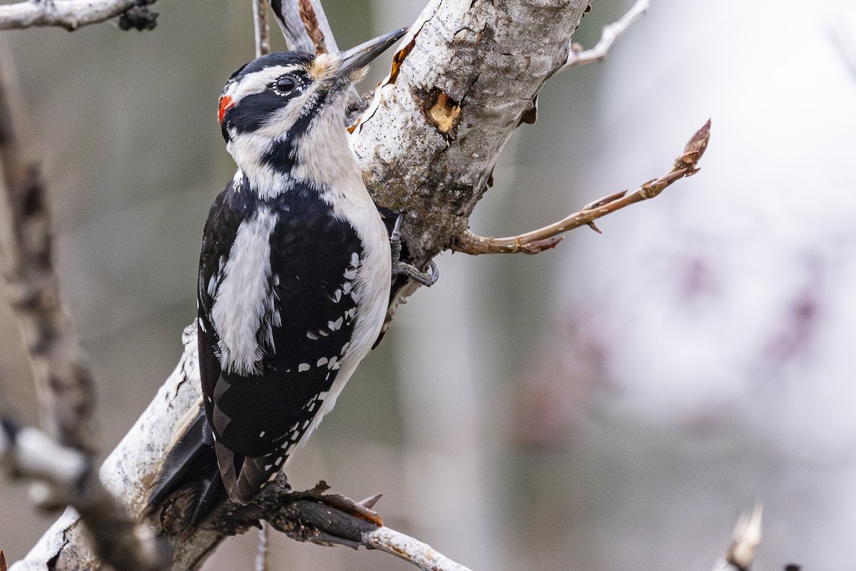 Hairy Woodpecker - ML628111256