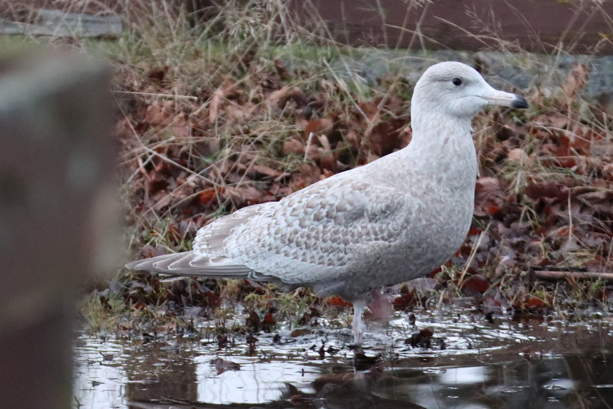 American Herring x Glaucous Gull (hybrid) - ML628111281