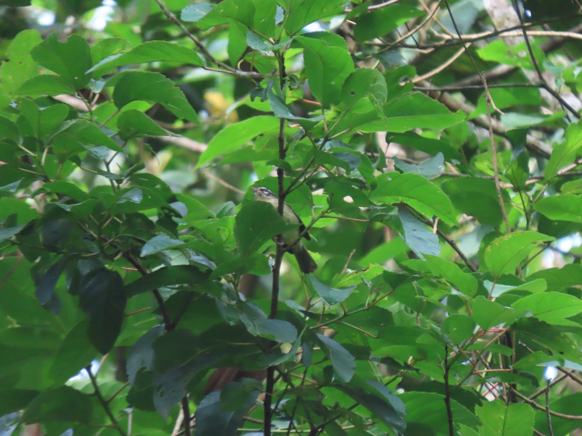 Yungas Warbler - ML628111288