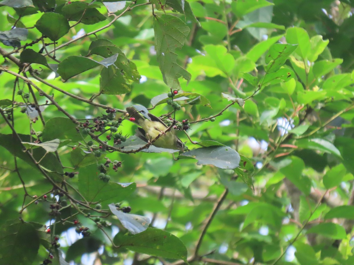 Yungas Warbler - ML628111289