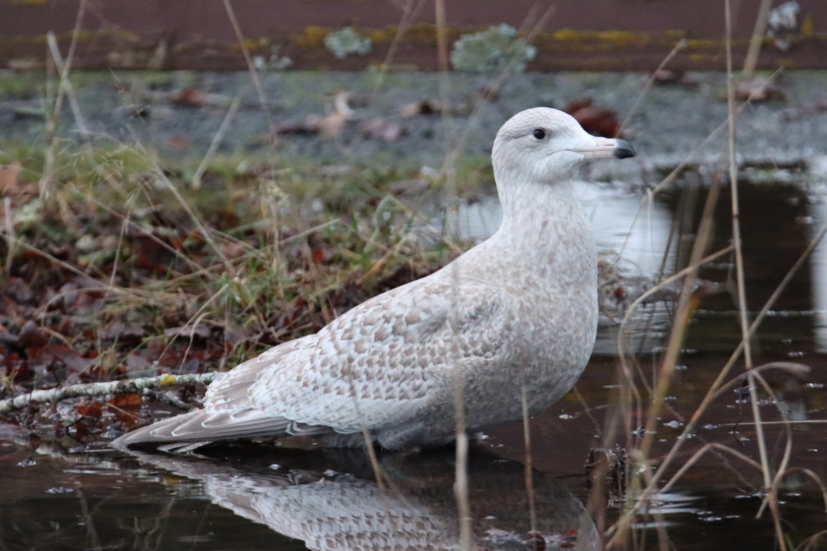 American Herring x Glaucous Gull (hybrid) - ML628111297