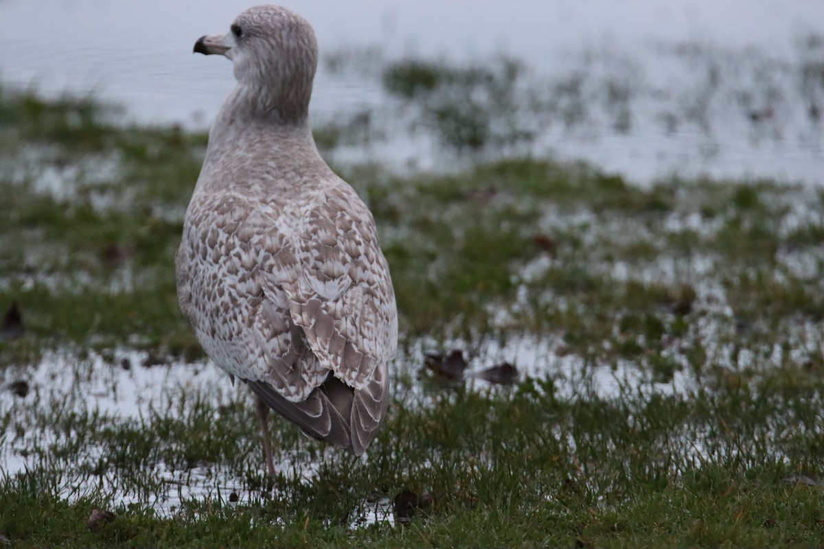 American Herring x Glaucous Gull (hybrid) - ML628111306