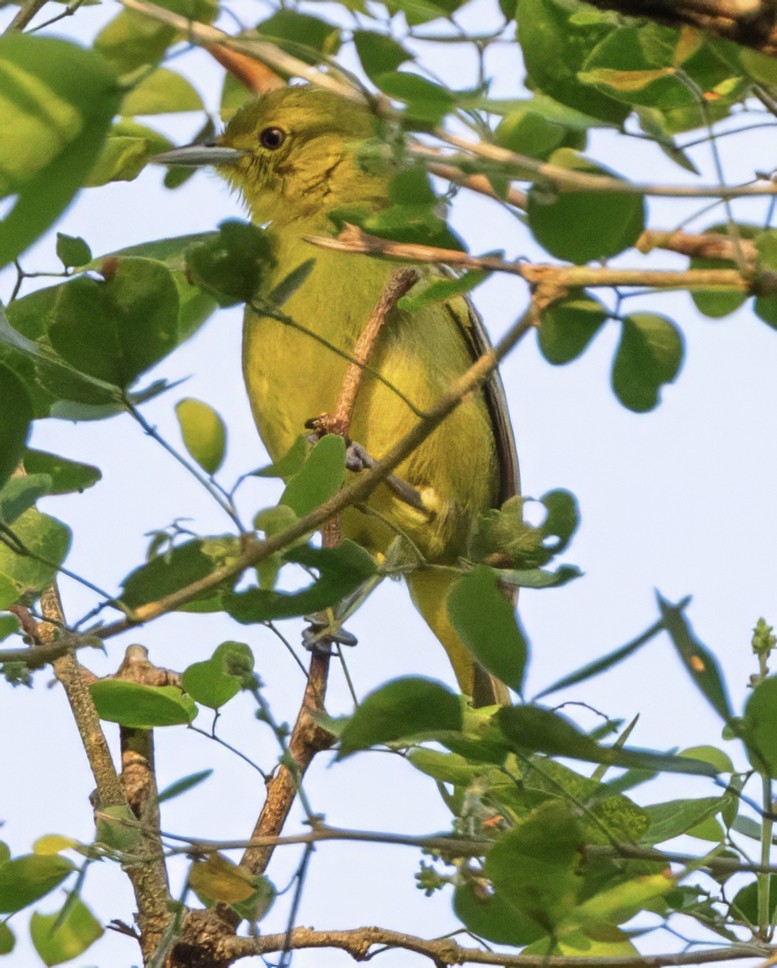 Common Iora - ML628111308