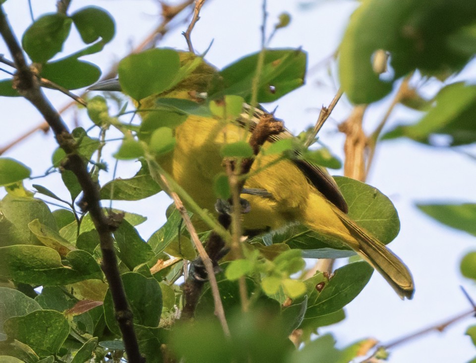 Common Iora - ML628111309