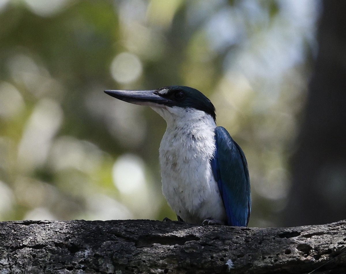 Torresian Kingfisher - ML628111393