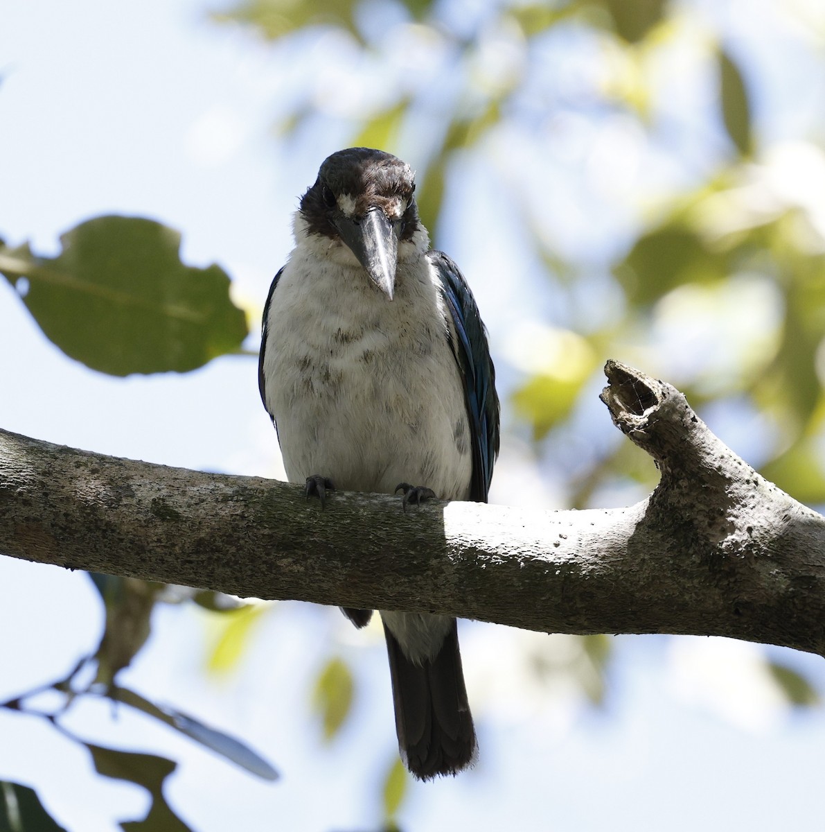 Torresian Kingfisher - ML628111394