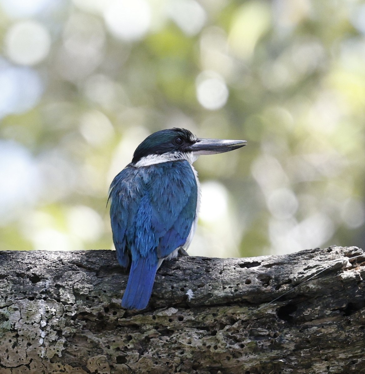 Torresian Kingfisher - ML628111412