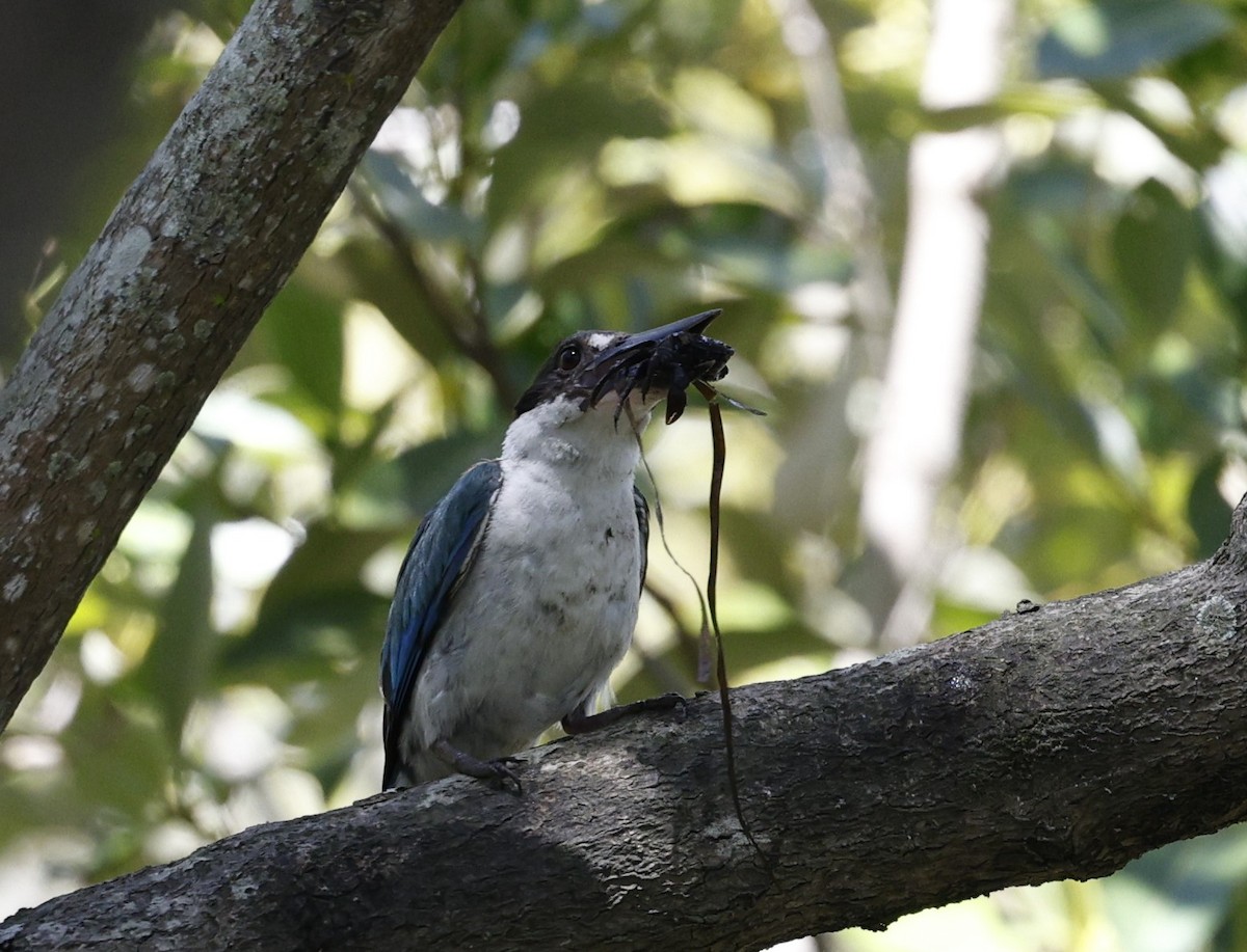 Torresian Kingfisher - ML628111419