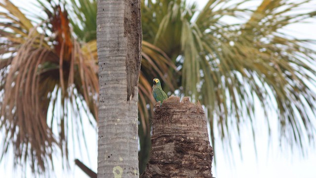 Red-bellied Macaw - ML628111420