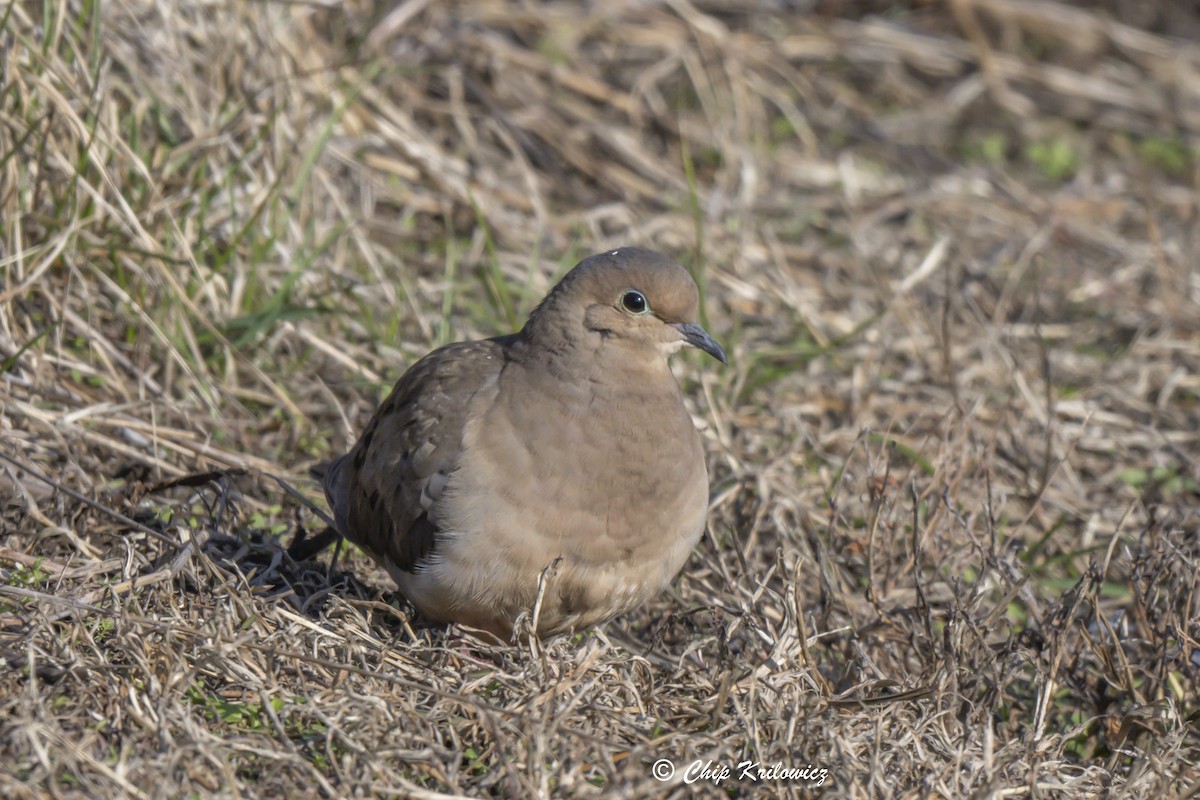 Mourning Dove - ML628111448