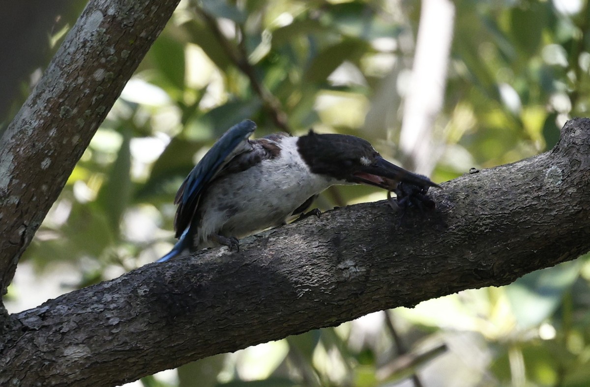 Torresian Kingfisher - ML628111451