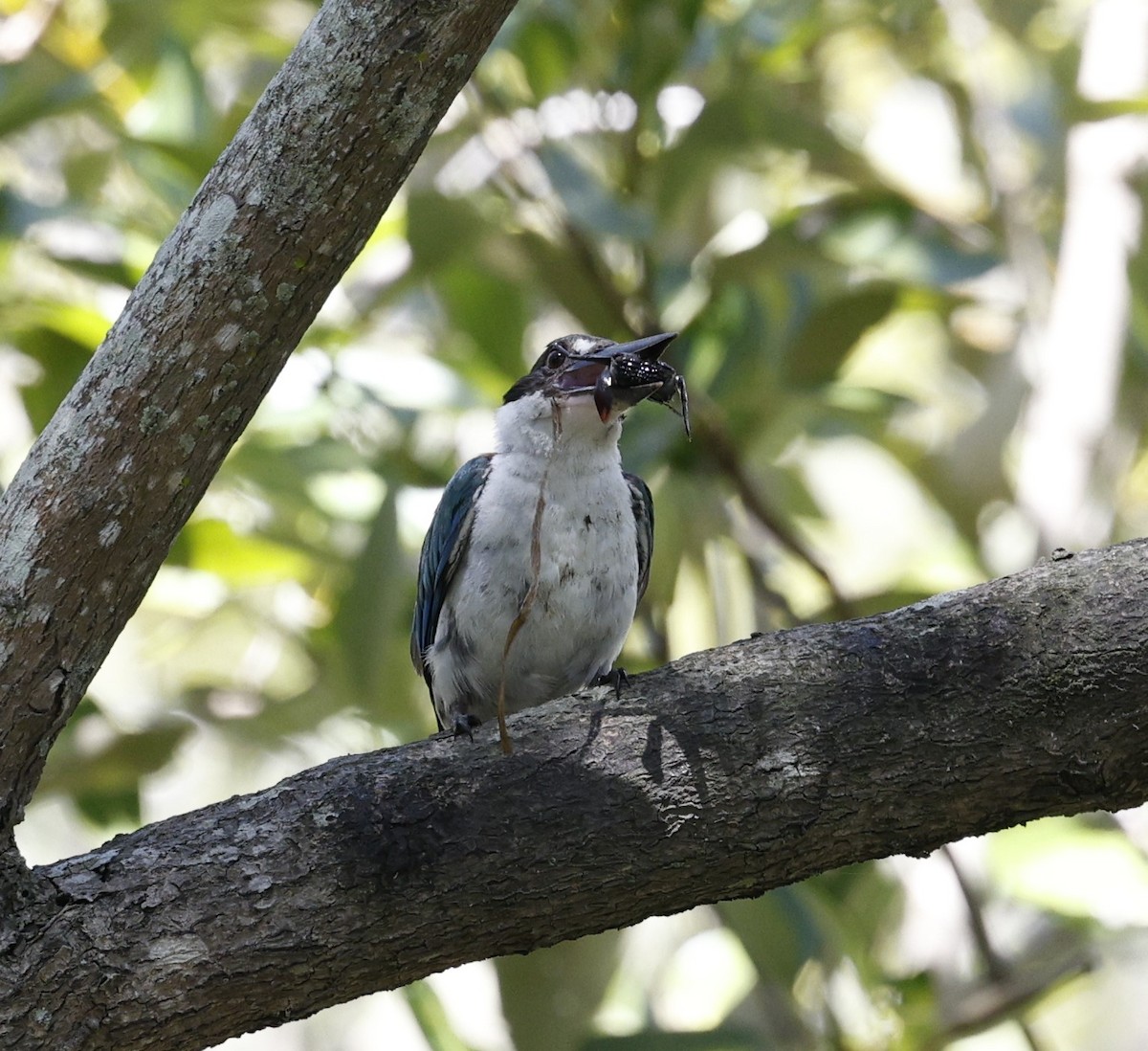 Torresian Kingfisher - ML628111452