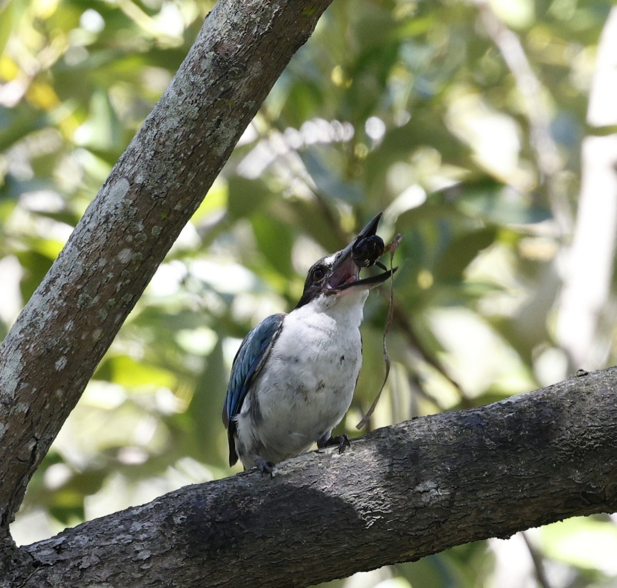 Torresian Kingfisher - ML628111453