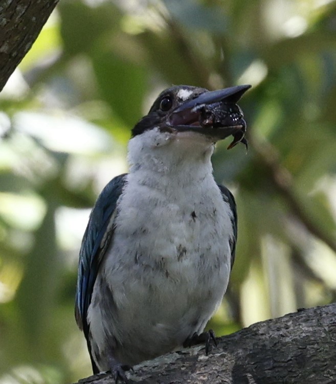 Torresian Kingfisher - ML628111454