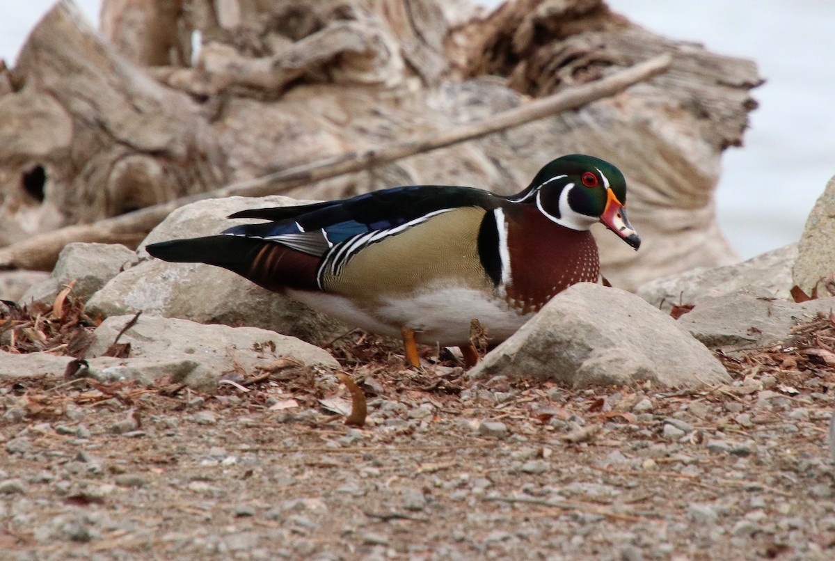 Canard branchu - ML628111480