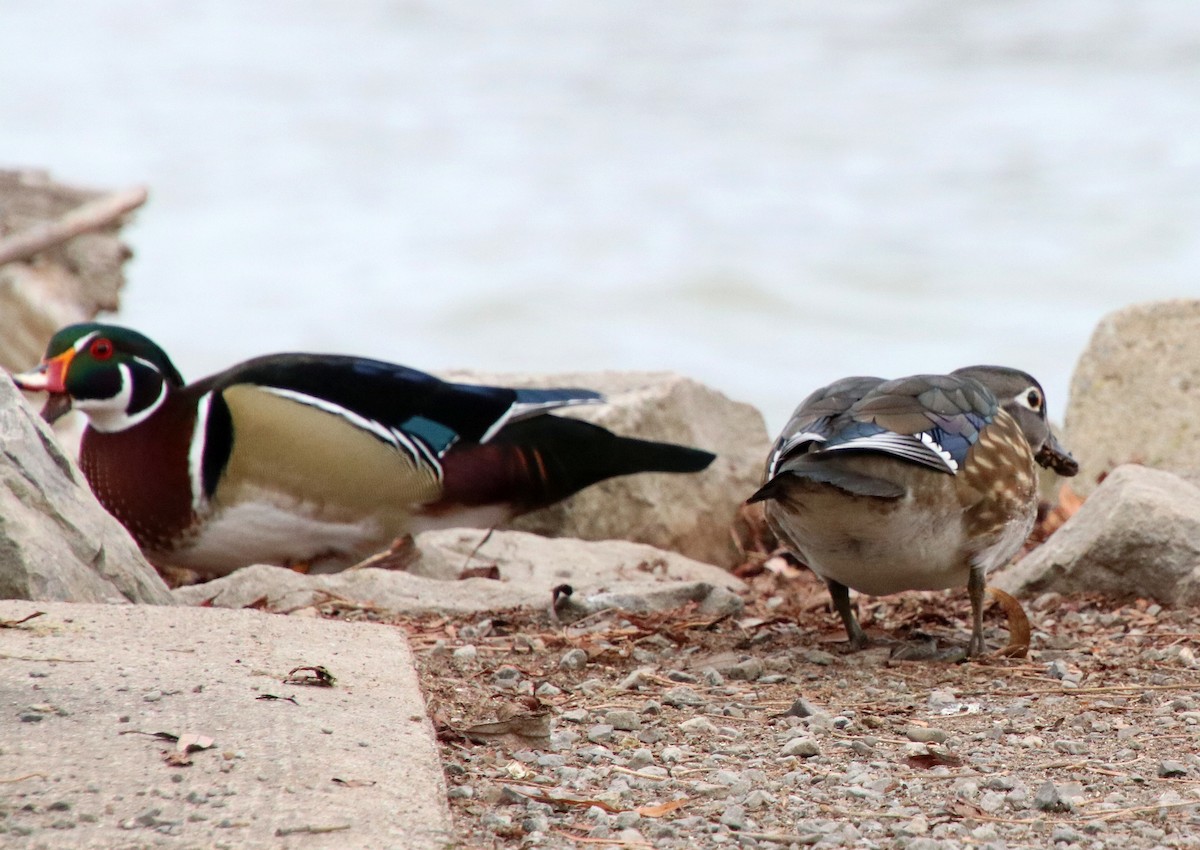 Canard branchu - ML628111490