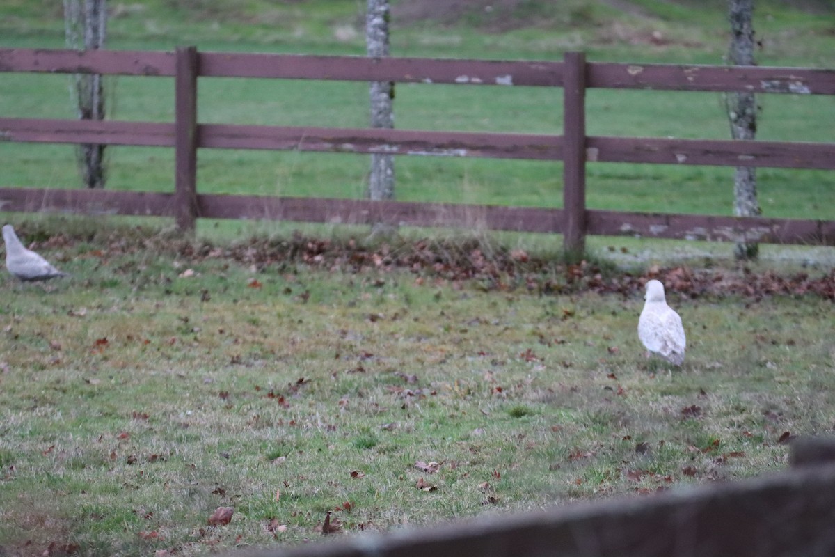 American Herring x Glaucous Gull (hybrid) - ML628111502