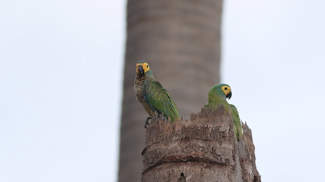 Red-bellied Macaw - ML628111531