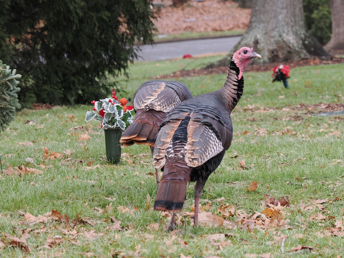 Wild Turkey - ML628111541