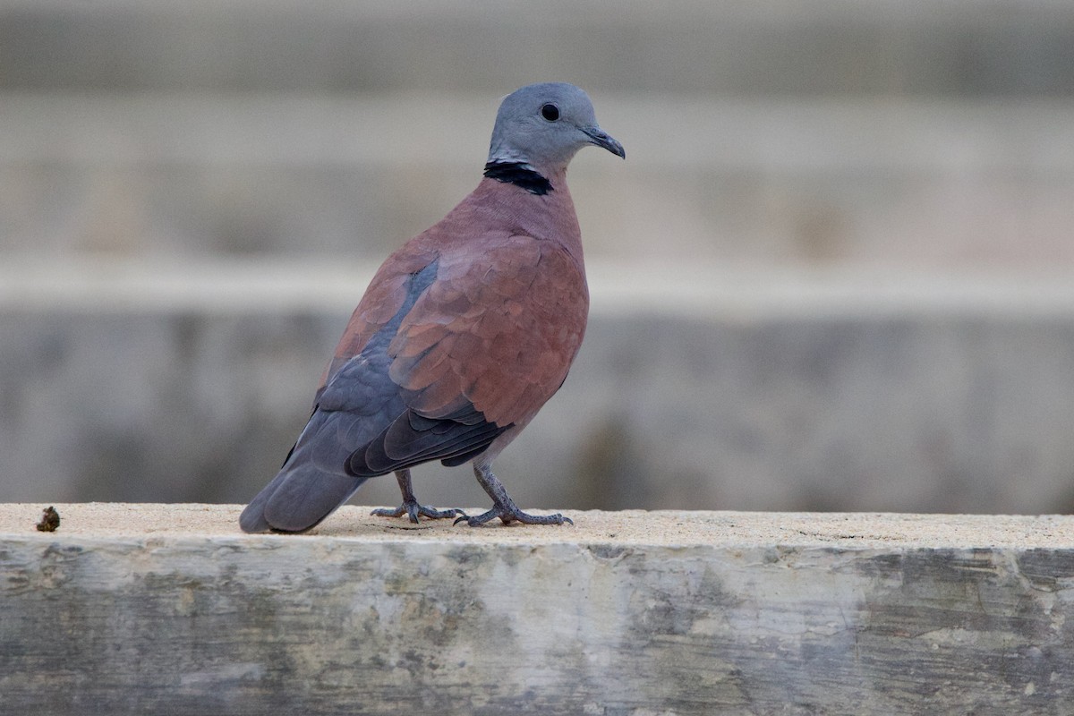 Red Collared-Dove - ML628111581