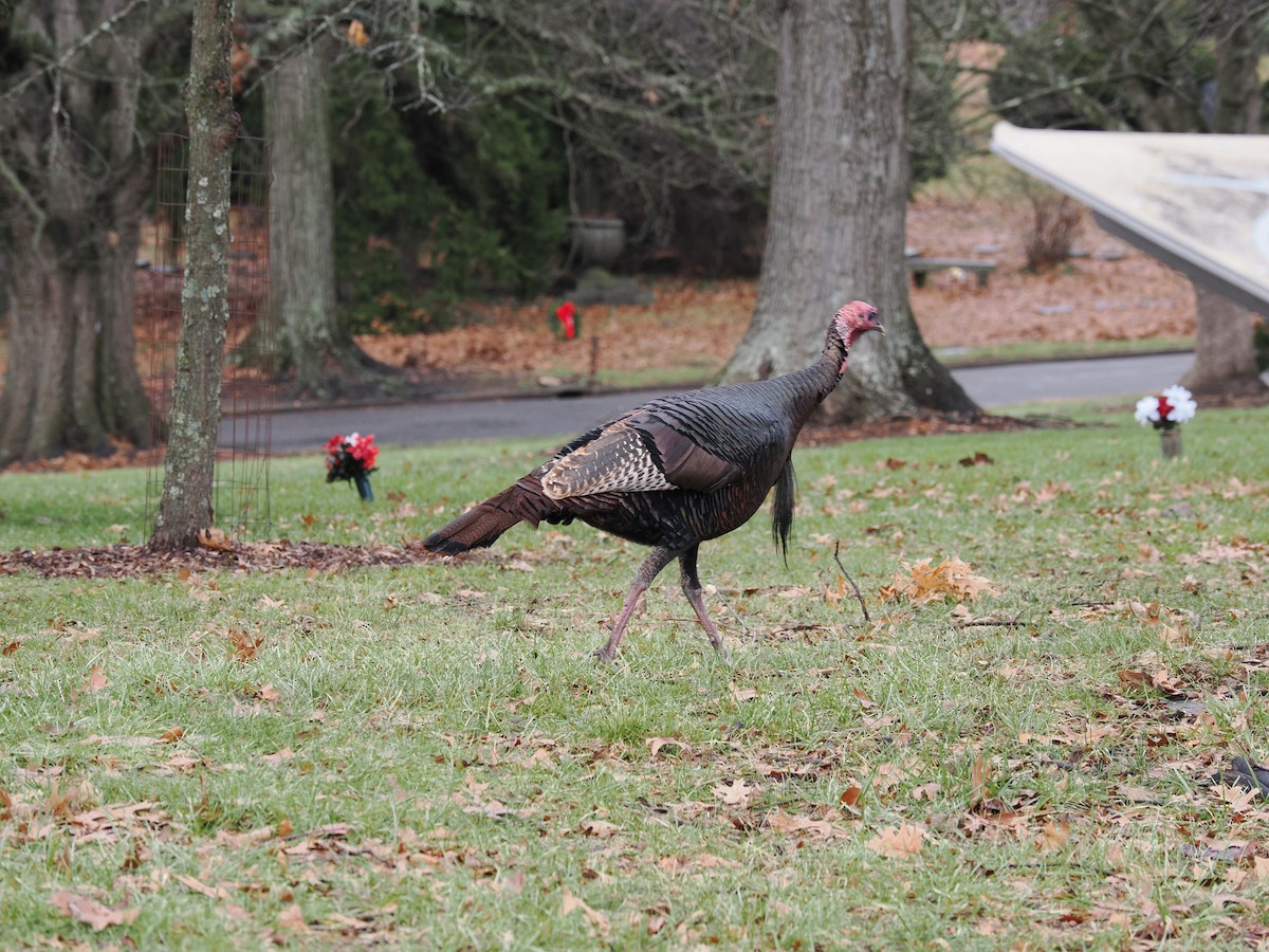 Wild Turkey - ML628111595