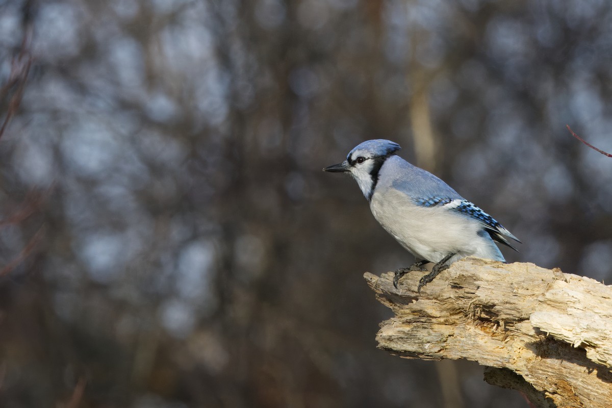 Blue Jay - ML628111605