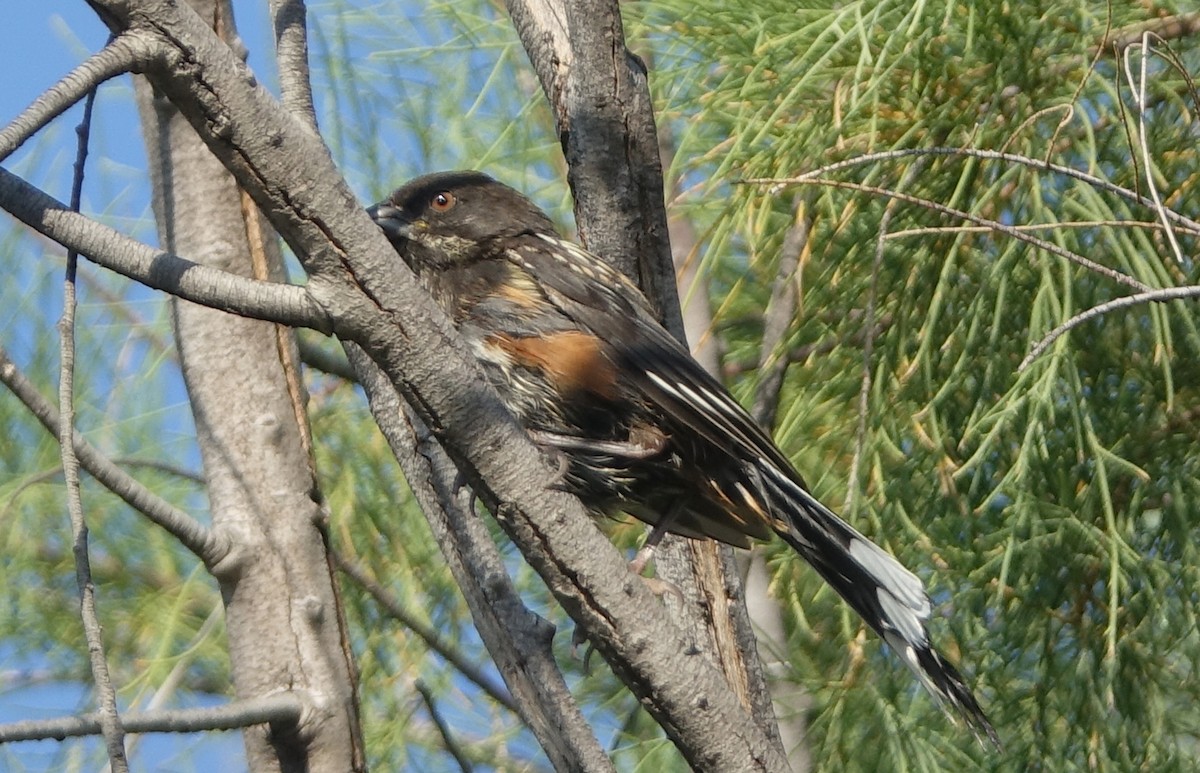 Spotted Towhee - ML62811161
