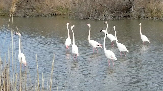 Flamant rose - ML628111611