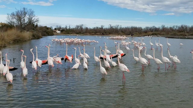 Flamant rose - ML628111635