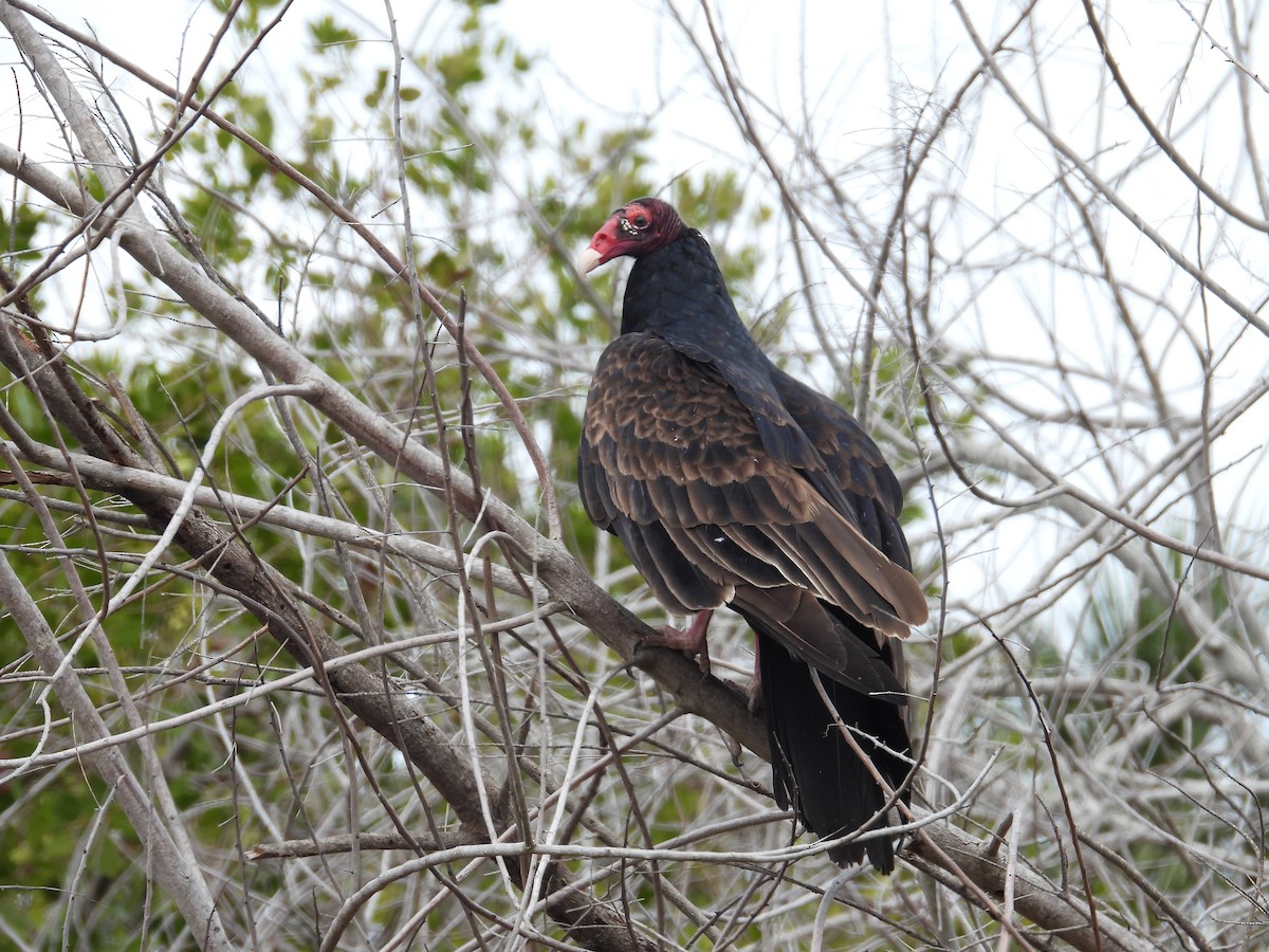 Urubu à tête rouge - ML628111641