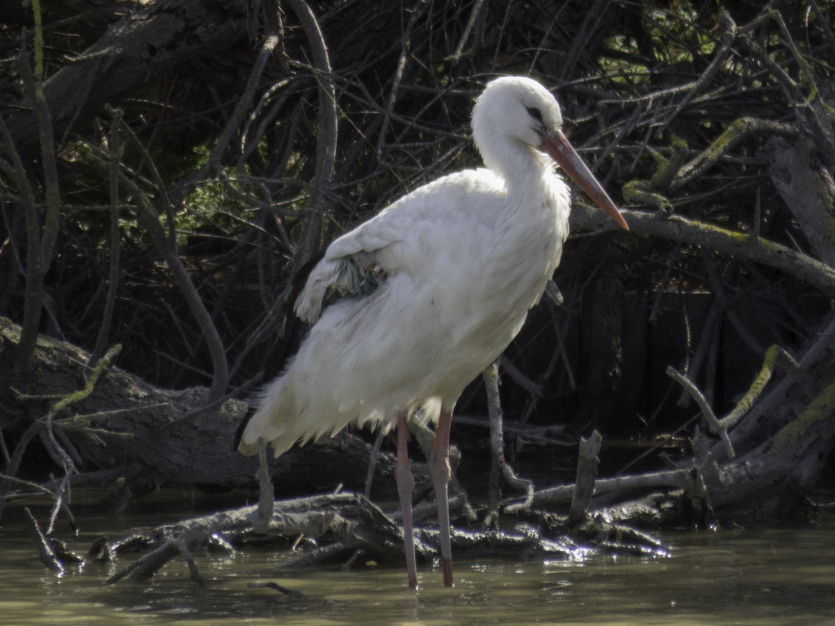 Cigogne blanche - ML628111658