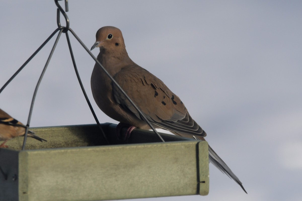 Mourning Dove - ML628111675