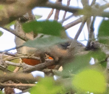 Orange-bellied Flowerpecker - ML628111680