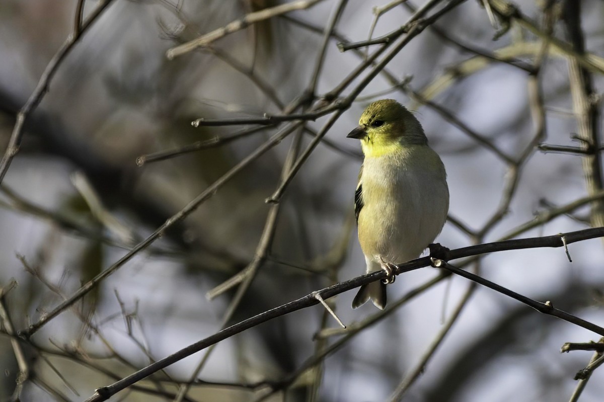 American Goldfinch - ML628111681